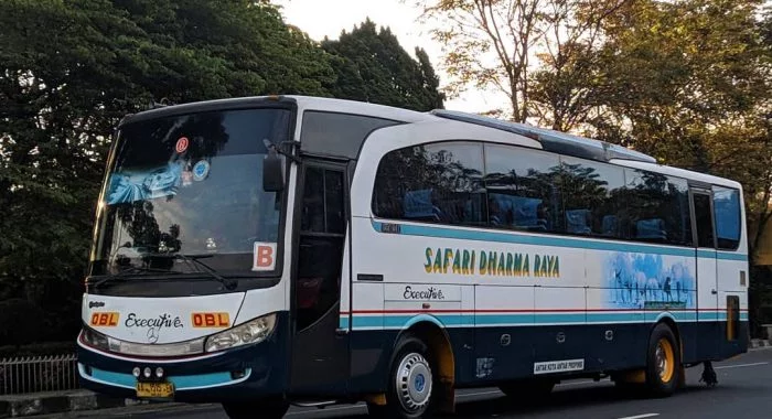 Bus Safari Dharma Raya Eksekutif