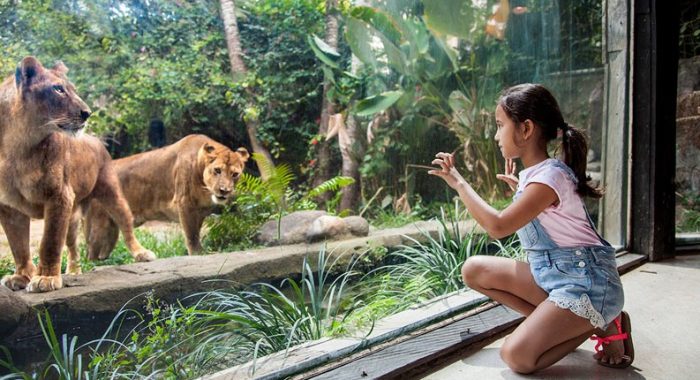Bali Zoo Park Pariwisata Pulau dewata