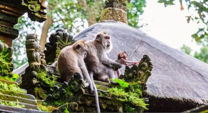 Monkey forest Ubud